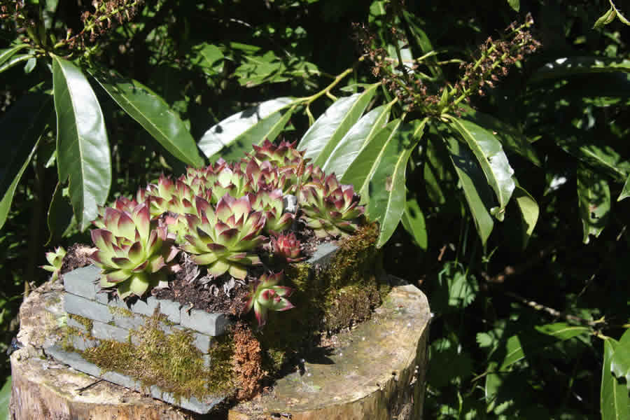 Succulent at Les Bouts de Ralle Chambre D'Hotes